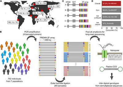 Cataloging Human PRDM9 Allelic Variation Using Long-Read Sequencing Reveals PRDM9 Population Specificity and Two Distinct Groupings of Related Alleles